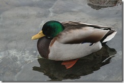 Tur rundt Karljohansvern 050