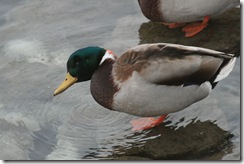 Tur rundt Karljohansvern 052